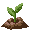 sprout